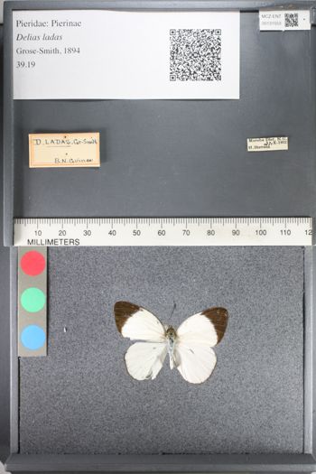 Media type: image;   Entomology 131553